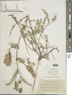 Astragalus lentiginosus var. nigricalycis image