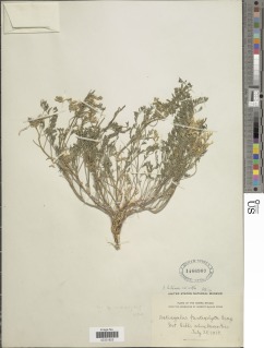 Astragalus lentiginosus var. ineptus image