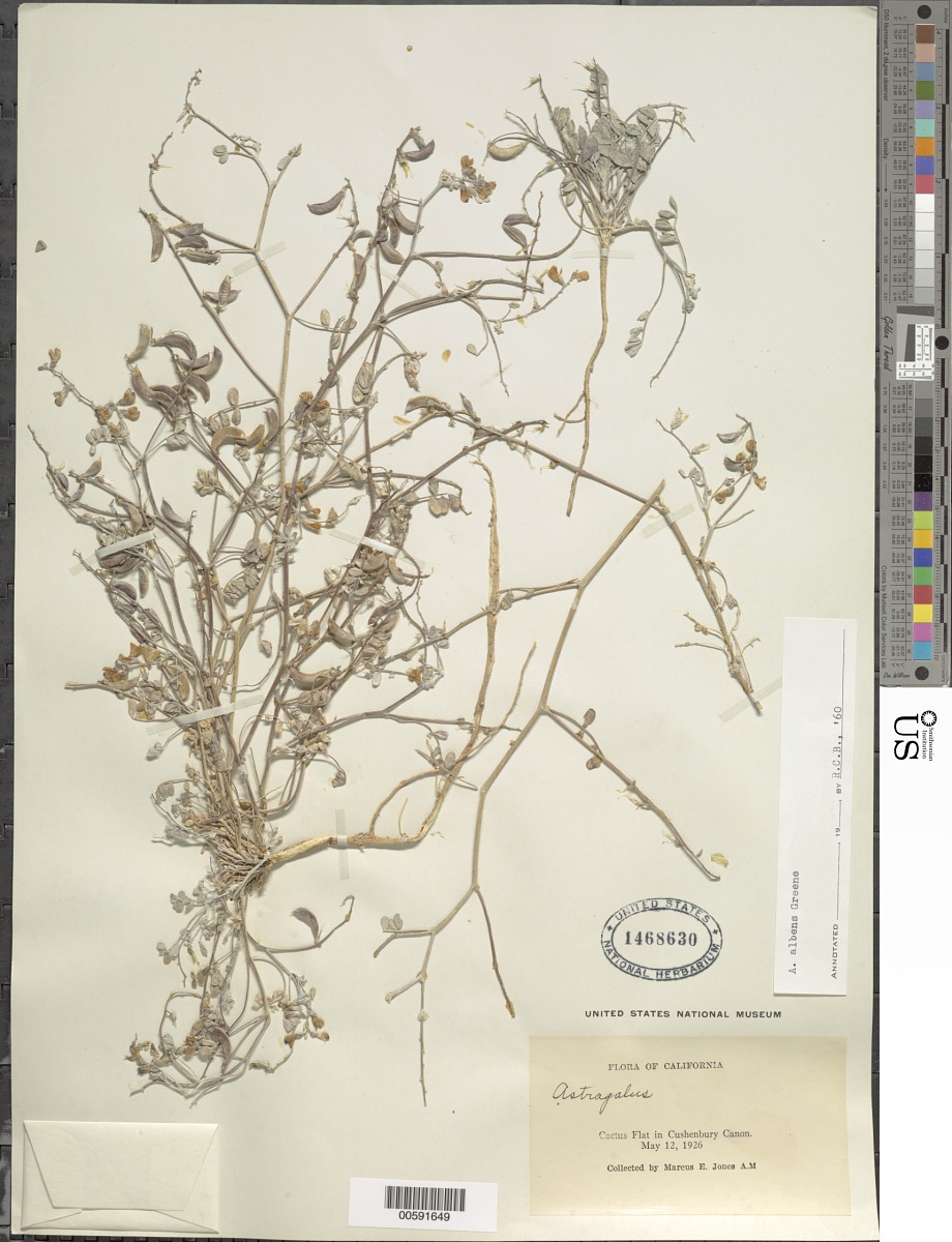 Astragalus albens image
