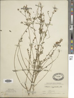 Image of Crotalaria argyrolobioides