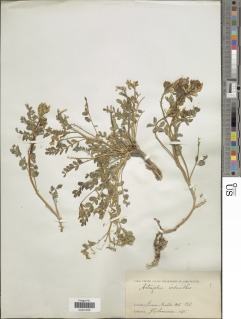 Image of Astragalus iodanthus
