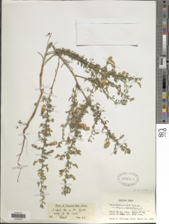 Crotalaria aculeata image