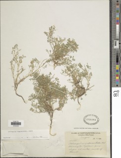 Astragalus tegetarioides image