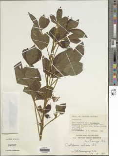 Crotalaria axillaris image