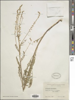 Image of Astragalus clevelandii