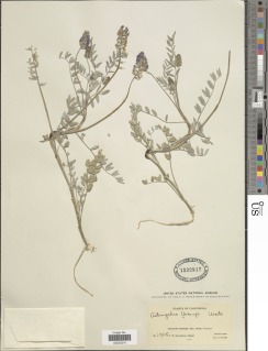 Astragalus palmeri image
