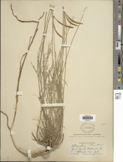 Image of Astragalus arthuri
