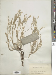 Astragalus andersonii image