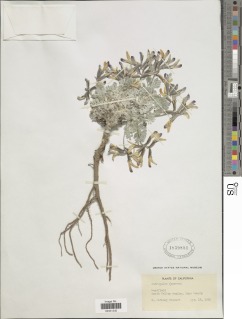 Image of Astragalus funereus