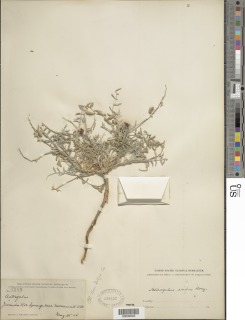 Astragalus aridus image