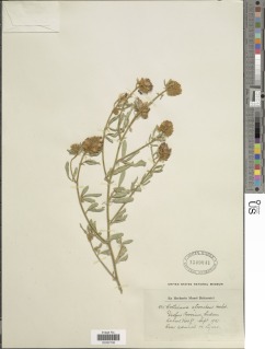 Image of Crotalaria atrorubens