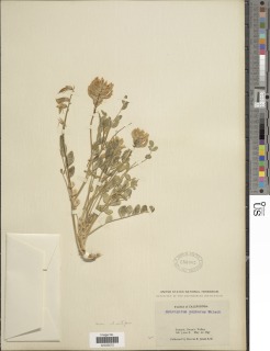 Image of Astragalus oophorus