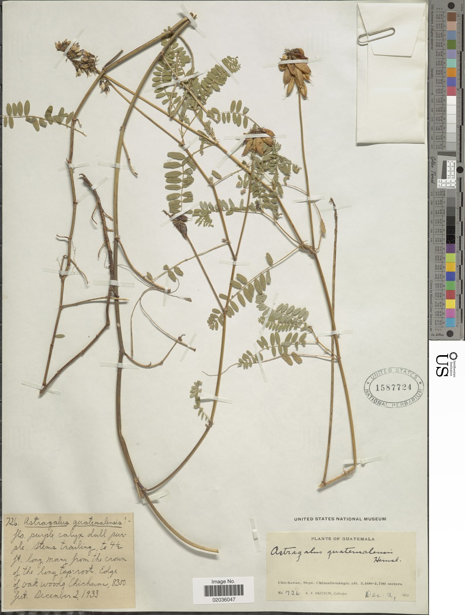 Astragalus guatemalensis image