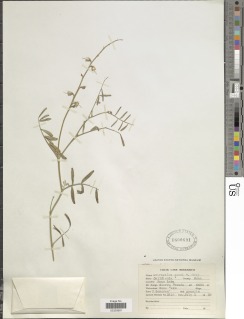 Astragalus casei image