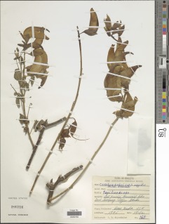 Crotalaria rosenii image
