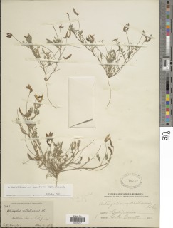 Image of Astragalus nuttallianus