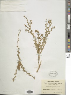 Crotalaria arenaria image