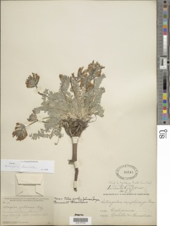 Astragalus leucolobus image