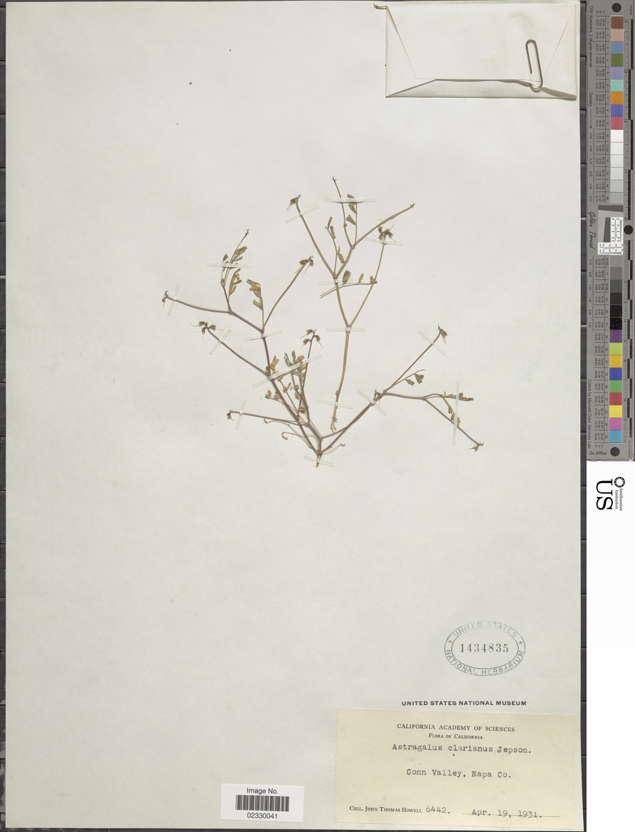 Astragalus claranus image