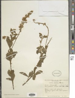 Image of Crotalaria arushae