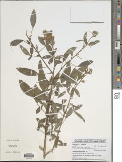 Image of Crotalaria cylindrocarpa