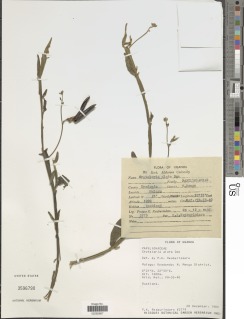Image of Crotalaria alata