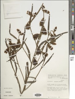 Crotalaria calycina image