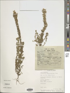 Image of Crotalaria adenocarpoides