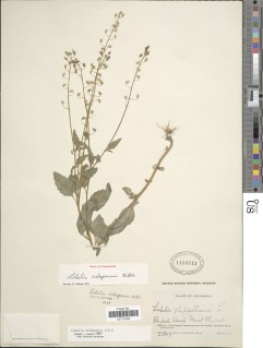 Lobelia xalapensis image
