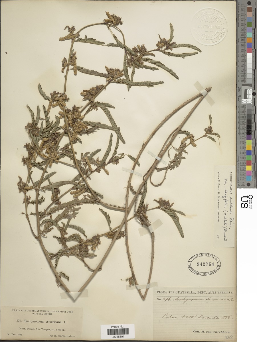 Aeschynomene villosa var. longifolia image