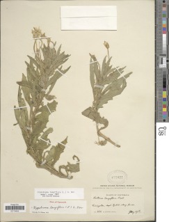 Image of Hippobroma longiflora