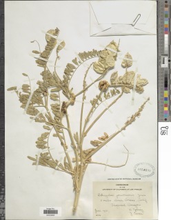 Astragalus pomonensis image
