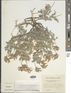 Image of Astragalus missouriensis