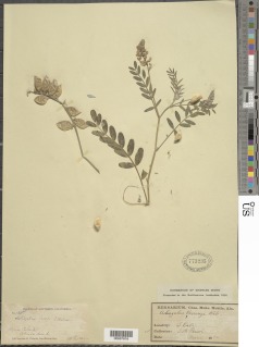 Image of Astragalus palmeri