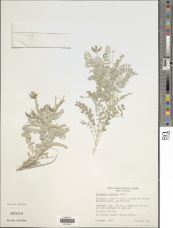 Astragalus traskiae image