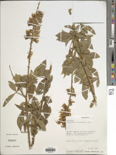 Image of Crotalaria cleomifolia