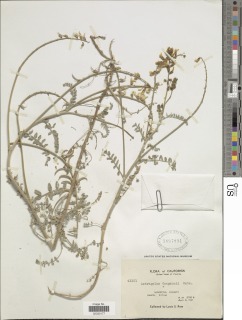 Astragalus congdonii image