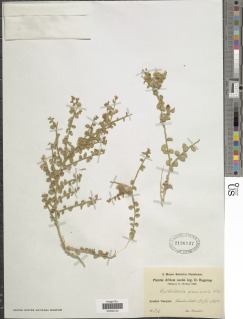 Image of Crotalaria arenaria