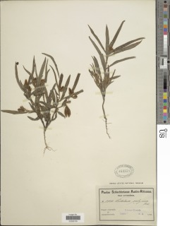 Image of Crotalaria calycina