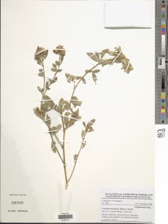 Crotalaria atrorubens image