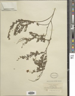 Crotalaria cylindrica image