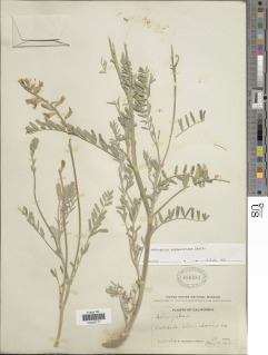 Image of Astragalus asymmetricus