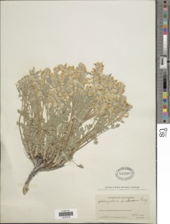 Image of Astragalus andersonii