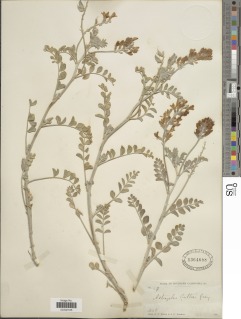 Astragalus lentiginosus var. borreganus image