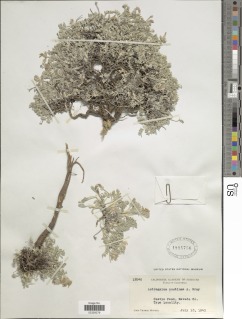 Image of Astragalus austiniae