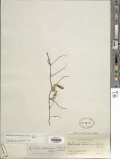 Chaetocalyx latisiliqua image