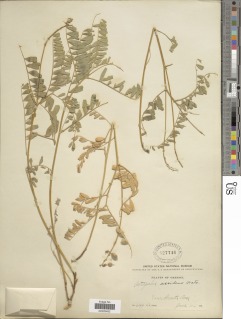 Astragalus accidens image