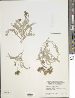 Astragalus traskiae image
