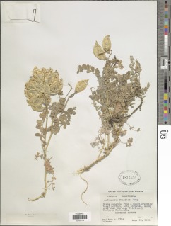 Astragalus nuttallii var. nuttallii image