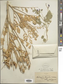 Astragalus preussii image
